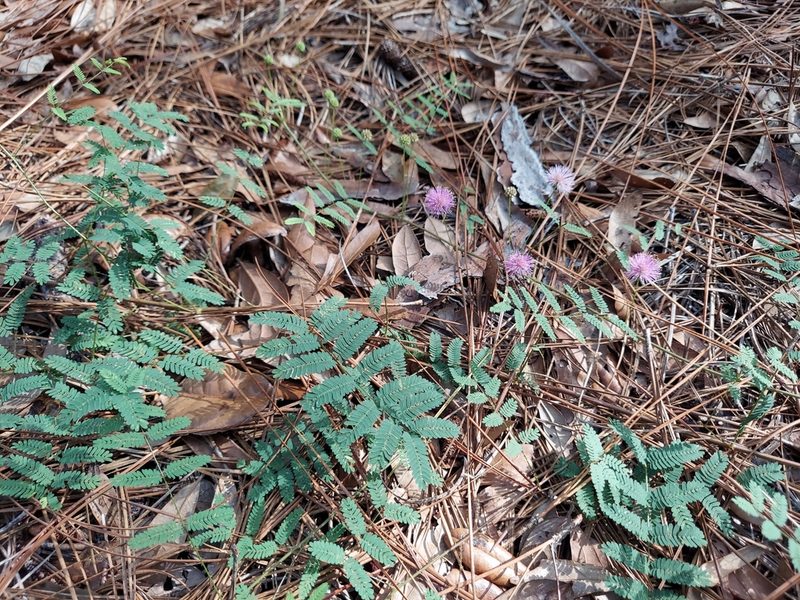 Mimosa microphylla, photographed by Athena Philips