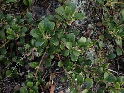Arctostaphylos uva-ursi, photographed by Mary Krieger