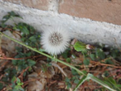 Sonchus oleraceus, photographed by Oscar Alejandro Morales Juárez