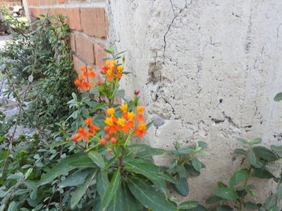 Asclepias curassavica, photographed by Oscar Alejandro Morales Juárez