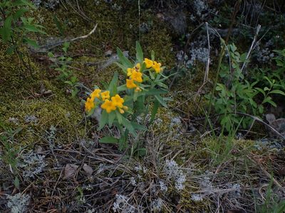 Lithospermum canescens, photographed by Mary Krieger