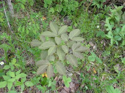 Aralia nudicaulis, photographed by Mary Krieger
