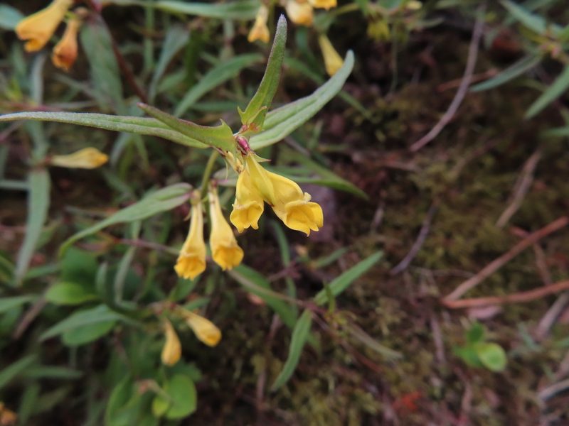 Melampyrum pratense, photographed by Anne Thomson