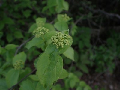 Viburnum rafinesqueanum, photographed by Mary Krieger