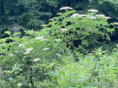 Sambucus canadensis, photographed by gwt2102