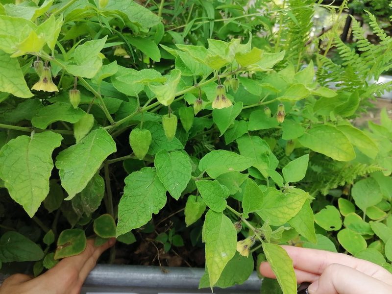 Physalis heterophylla, photographed by Novasterisk
