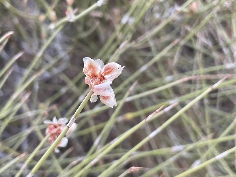 Ephedra trifurca, photographed by Harrison J Elkins
