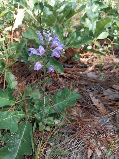 Scutellaria arenicola, photographed by Athena Philips