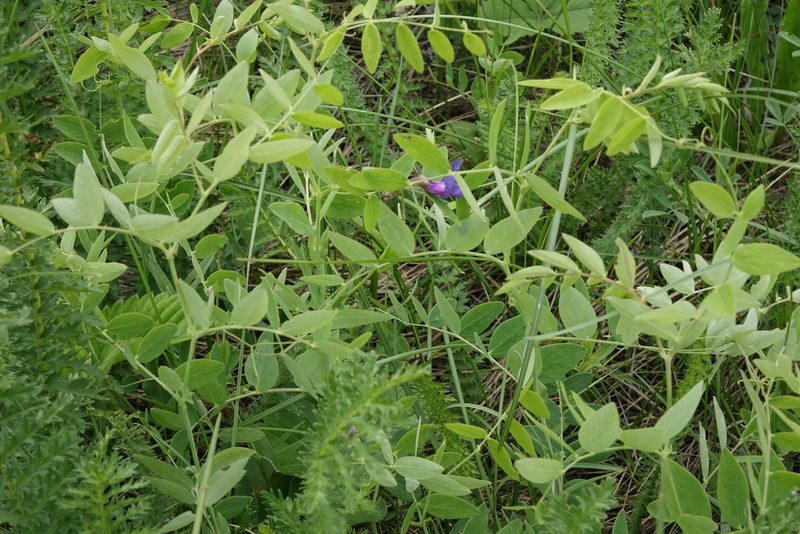 Lathyrus humilis, photographed by Oleg Kosterin