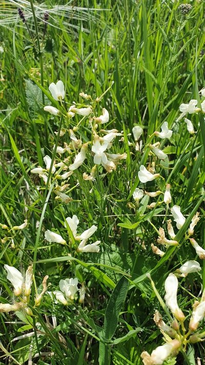 Lathyrus pallescens, photographed by Анна Митрошенкова