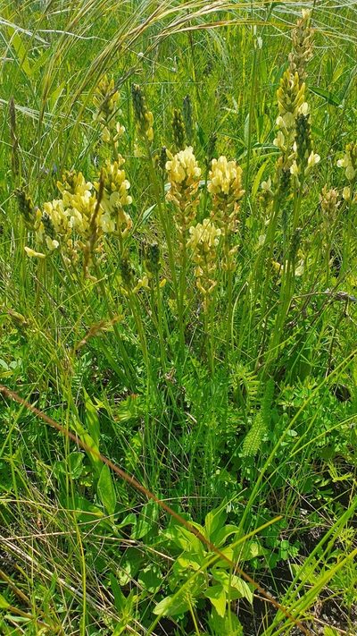 Oxytropis hippolyti, photographed by Анна Митрошенкова