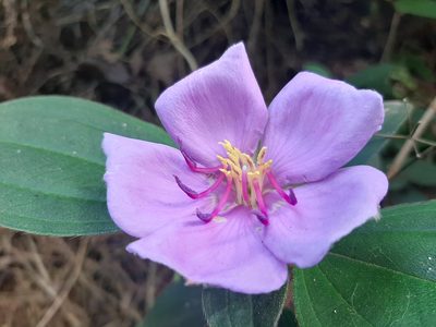Melastoma malabathricum, photographed by 趙珮珽