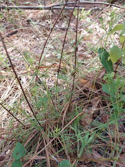 Dalea pinnata, photographed by Athena Philips
