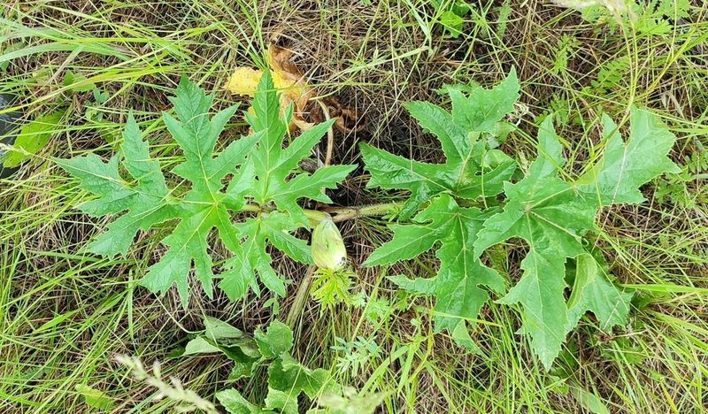 Heracleum sibiricum, photographed by Yurii Basov