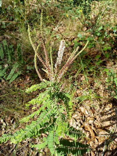 Amorpha herbacea, photographed by Athena Philips