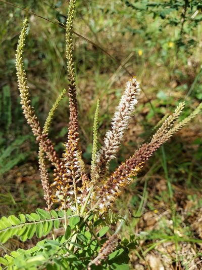 Amorpha herbacea, photographed by Athena Philips