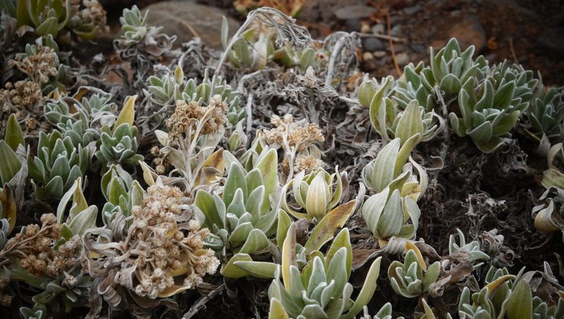 Helichrysum devium, photographed by desertnaturalist