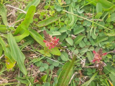Alysicarpus vaginalis, photographed by 趙珮珽