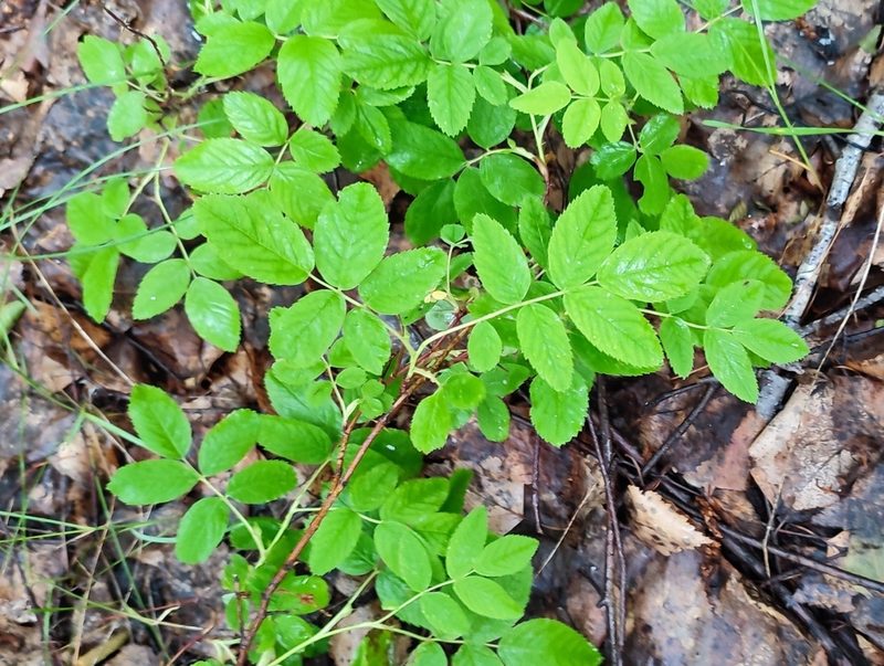 Rosa cinnamomea, photographed by Yurii Basov