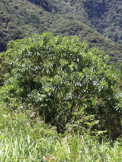 Euphorbia mellifera, photographed by Vítor Jorge