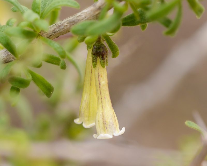Lycium leiostemum, photographed by Nicolás Villaseca Merino