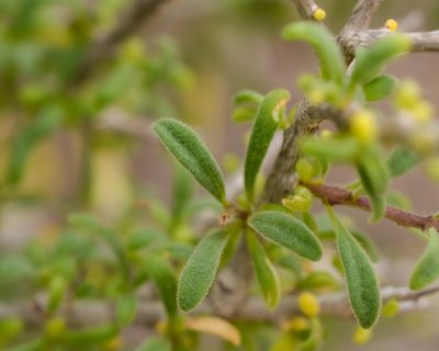 Lycium leiostemum, photographed by Nicolás Villaseca Merino