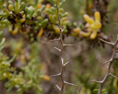 Lycium leiostemum, photographed by Nicolás Villaseca Merino