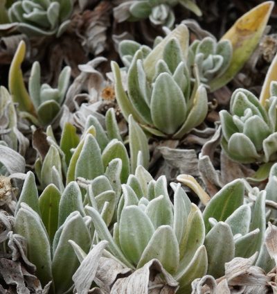 Helichrysum devium, photographed by desertnaturalist