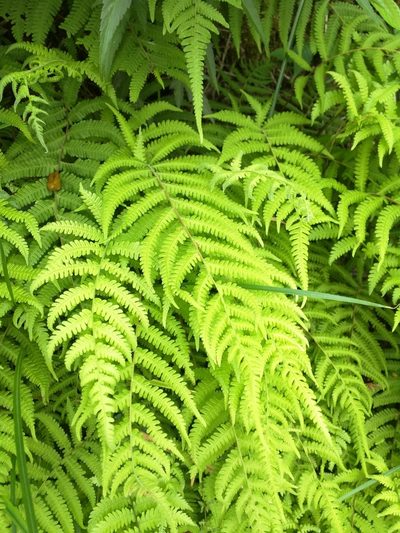 Coryphopteris castanea, photographed by Victor Chen