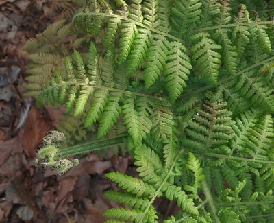 Hypolepis dicksonioides, photographed by Peter de Lange