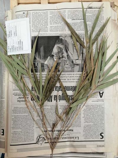 Chusquea perotensis, photographed by Norma Piedra