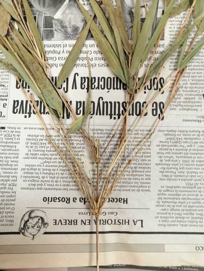 Chusquea perotensis, photographed by Norma Piedra