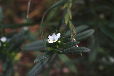 Buglossoides arvensis