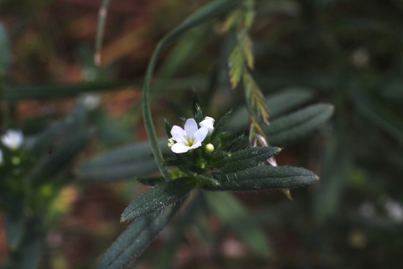 Buglossoides arvensis, photographed by CorentinD