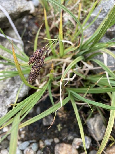 Carex atratiformis, photographed by er-birds
