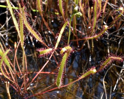Drosera linearis, photographed by davecz2