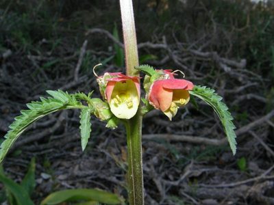 Scrophularia sambucifolia, photographed by Rafael Medina