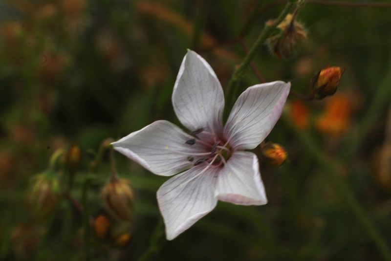 Linum tenuifolium, photographed by CorentinD