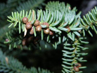 Abies pinsapo, photographed by Rafael Medina