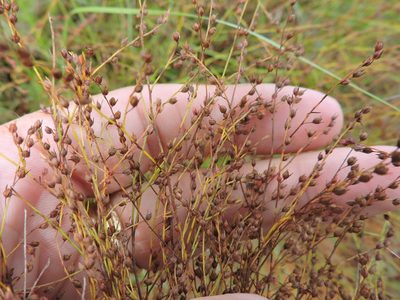 Lechea tenuifolia, photographed by Sam Kieschnick