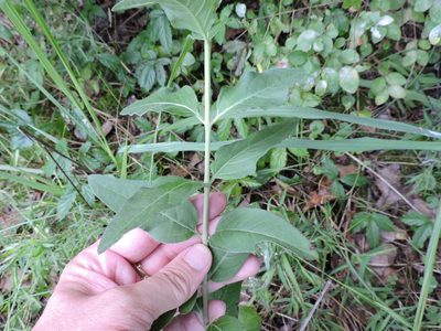 Mirabilis gigantea, photographed by Sam Kieschnick
