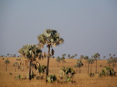 Bismarckia nobilis, photographed by Rafael Medina