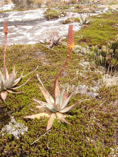 Aloe conifera, photographed by Rafael Medina