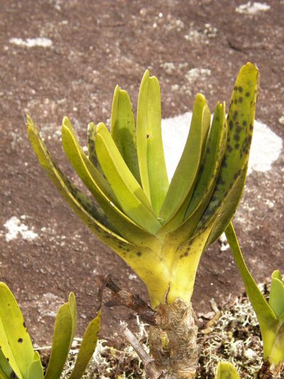 Angraecum sororium, photographed by Rafael Medina