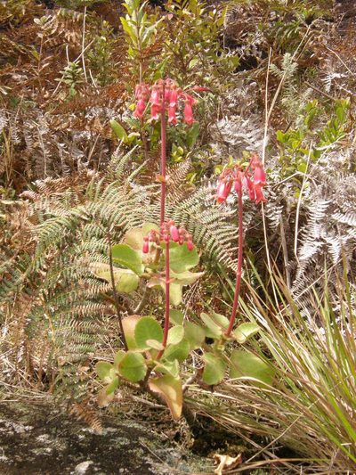Kalanchoe pubescens, photographed by Rafael Medina