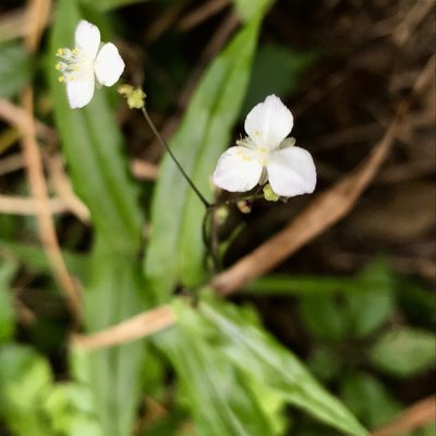 Gibasis pellucida, photographed by Laura Clark