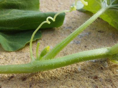 Cucumis melo