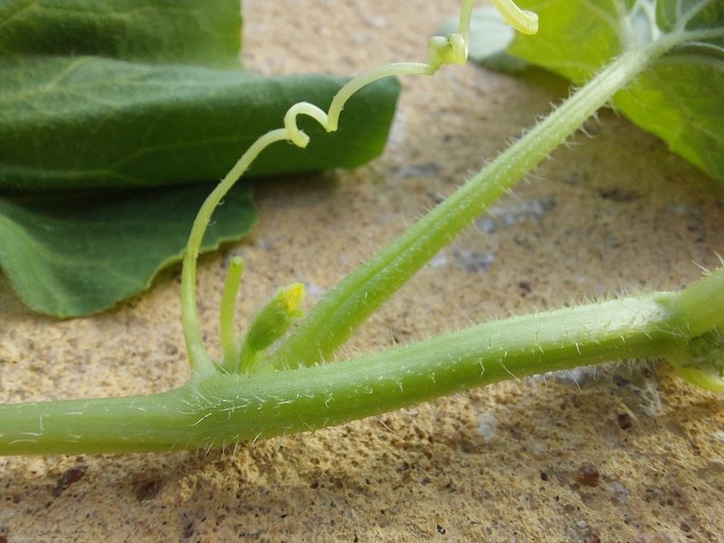 Cucumis melo, photographed by Jalil R.