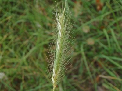 Hordeum secalinum, photographed by Daniel Cahen