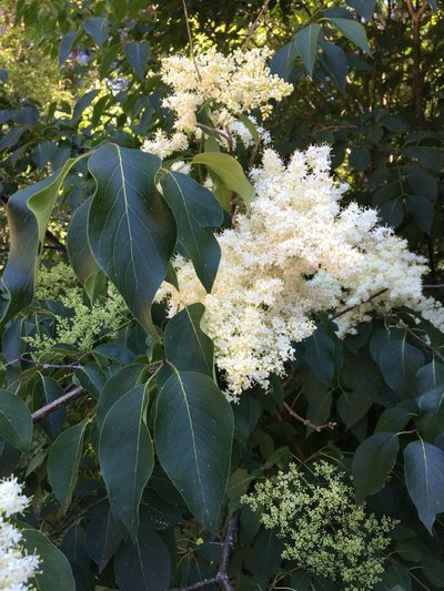 Syringa reticulata, photographed by markeambard